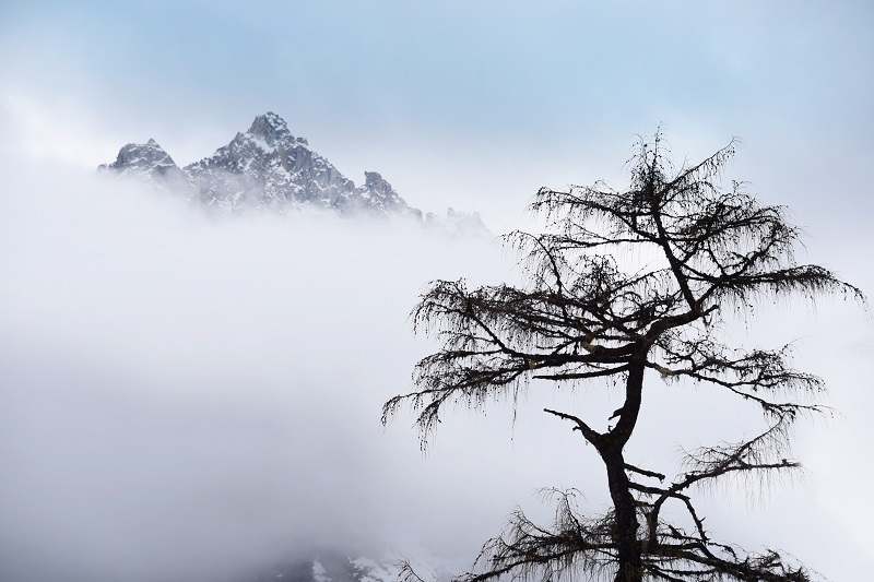 图9 高山仰“枝”.jpg